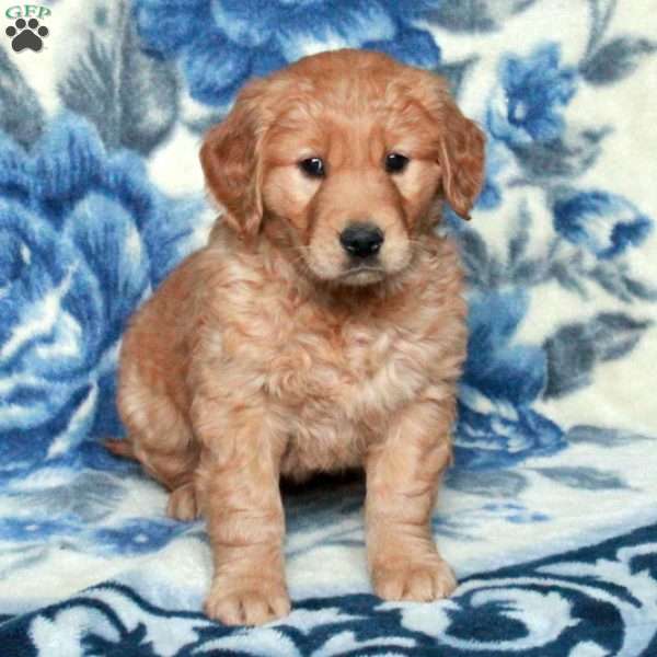 Tori, Golden Retriever Puppy