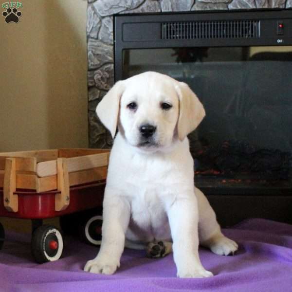 Tori, Yellow Labrador Retriever Puppy