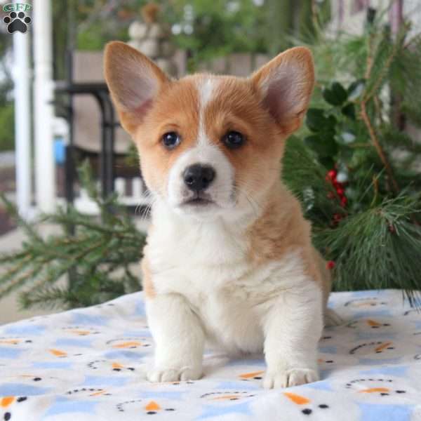 Travis, Pembroke Welsh Corgi Puppy