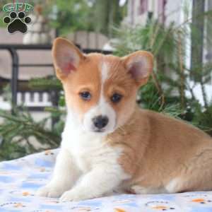 Travis, Pembroke Welsh Corgi Puppy