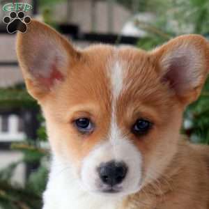 Travis, Pembroke Welsh Corgi Puppy