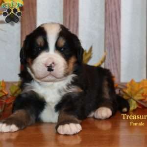 Treasure, Bernese Mountain Dog Puppy