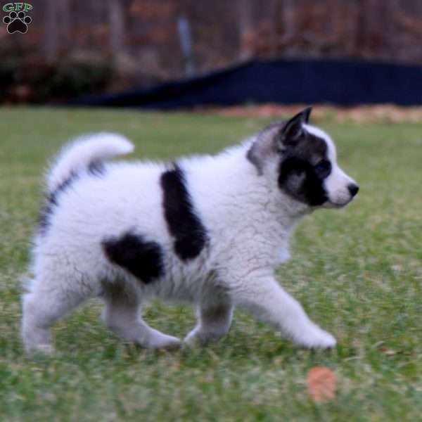 Trek, Pomsky Puppy