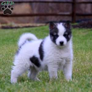 Trek, Pomsky Puppy