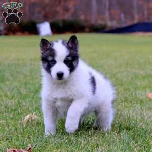 Trek, Pomsky Puppy