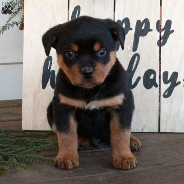 Trent, Rottweiler Puppy