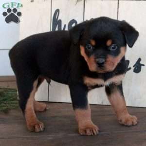 Trent, Rottweiler Puppy