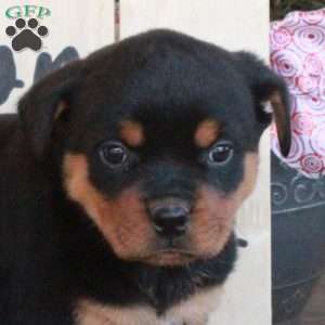 Trent, Rottweiler Puppy