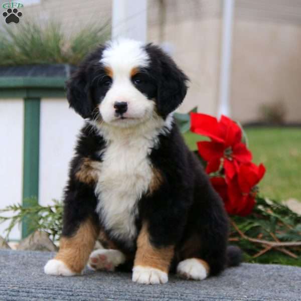 Trevor, Bernese Mountain Dog Puppy