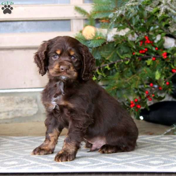 Trevor, Cocker Spaniel Puppy