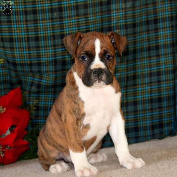 Trevor, Boxer Puppy