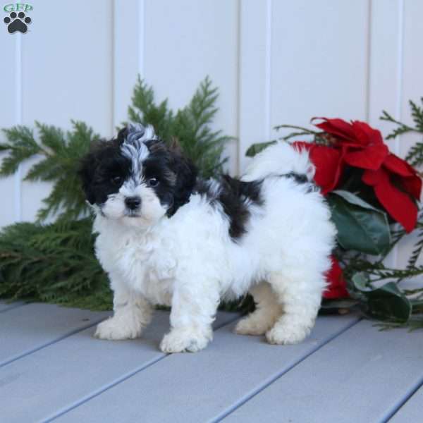 Trevor, Shih-Poo Puppy