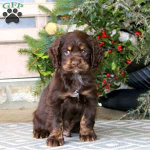 Trevor, Cocker Spaniel Puppy