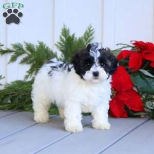 Trevor, Shih-Poo Puppy