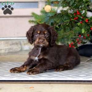 Trevor, Cocker Spaniel Puppy