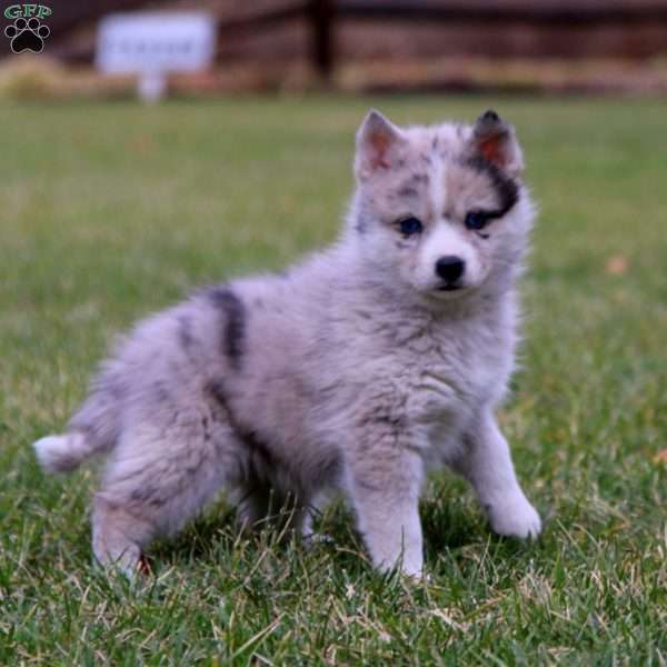 Trina, Pomsky Puppy