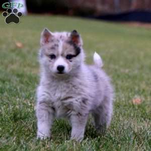 Trina, Pomsky Puppy