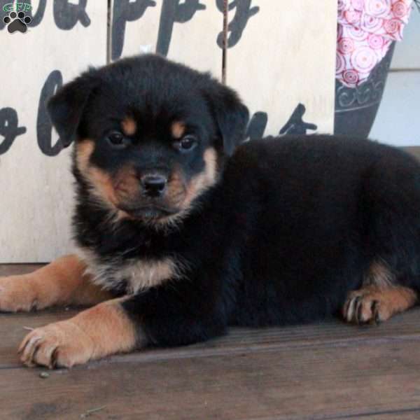 Trinity, Rottweiler Puppy