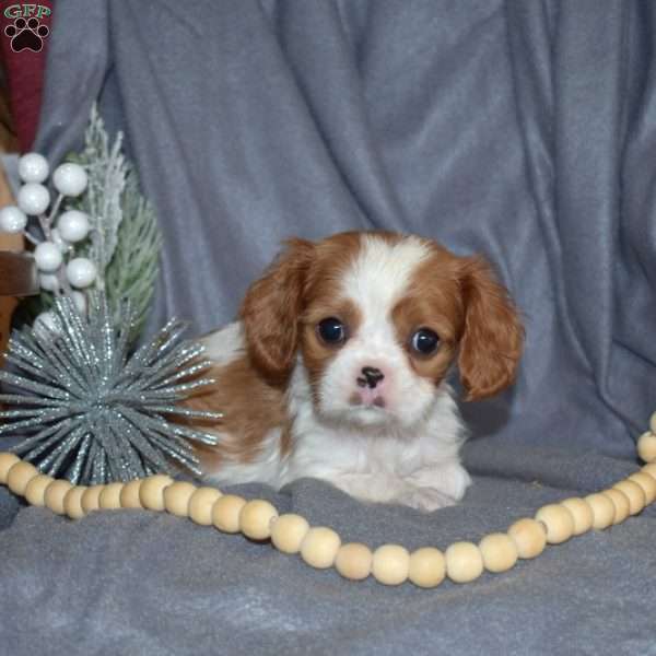 Trinity, Cavalier King Charles Spaniel Puppy