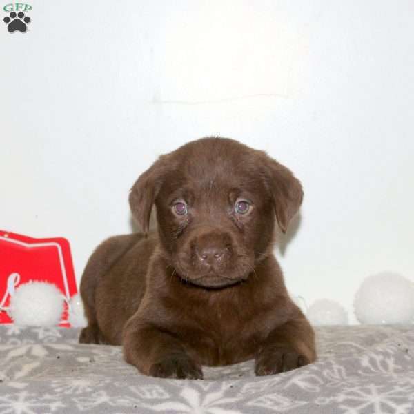 Trip, Chocolate Labrador Retriever Puppy