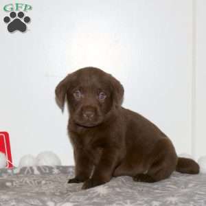 Trip, Chocolate Labrador Retriever Puppy