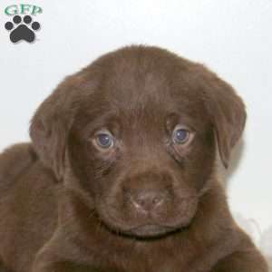 Trip, Chocolate Labrador Retriever Puppy