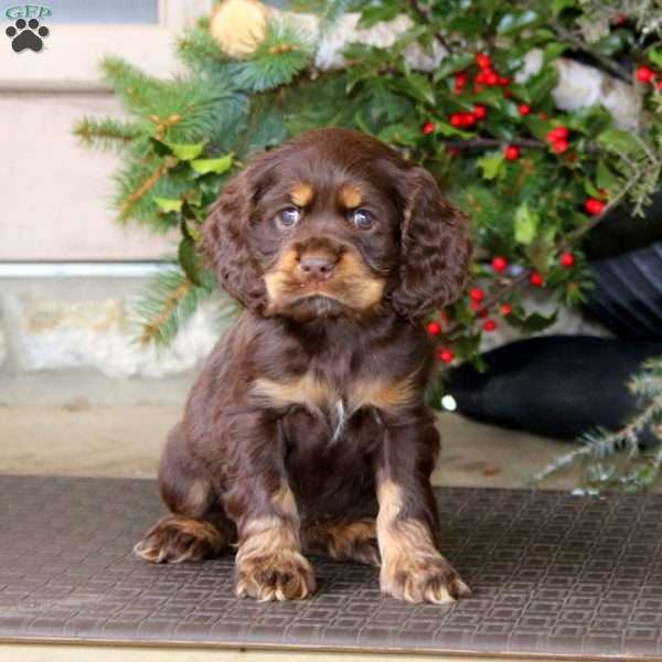 Trish, Cocker Spaniel Puppy