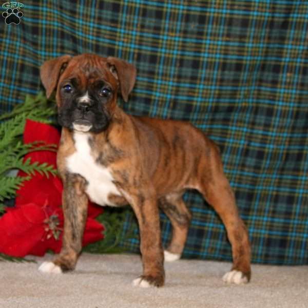 Trish, Boxer Puppy