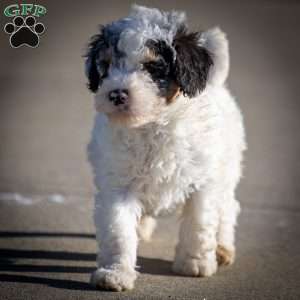 Tristan, Mini Bernedoodle Puppy