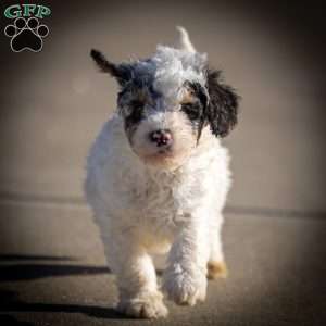 Tristan, Mini Bernedoodle Puppy