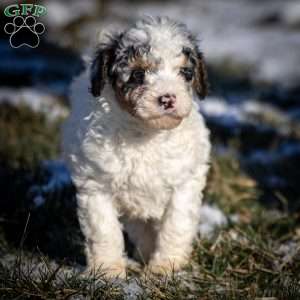 Tristan, Mini Bernedoodle Puppy