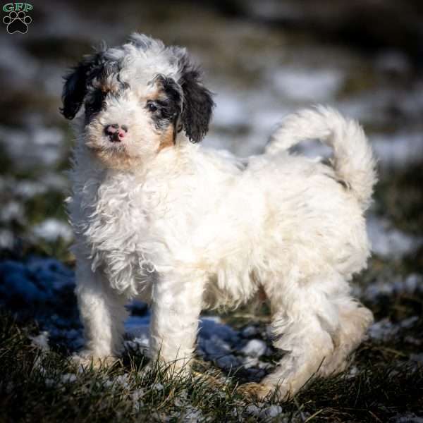 Tristan, Mini Bernedoodle Puppy