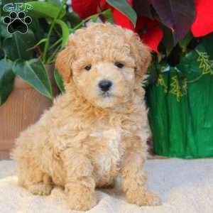 Tristan, Maltipoo Puppy