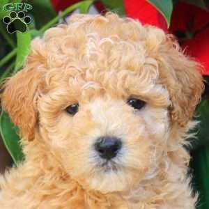 Tristan, Maltipoo Puppy