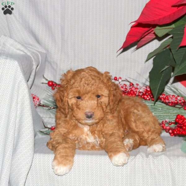 Trixie, Mini Goldendoodle Puppy