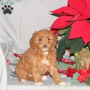 Trixie, Mini Goldendoodle Puppy