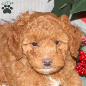 Trixie, Mini Goldendoodle Puppy