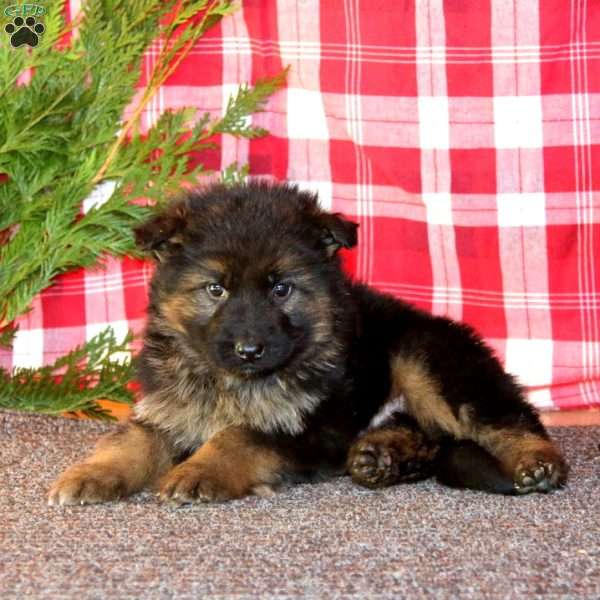 Trooper, German Shepherd Puppy