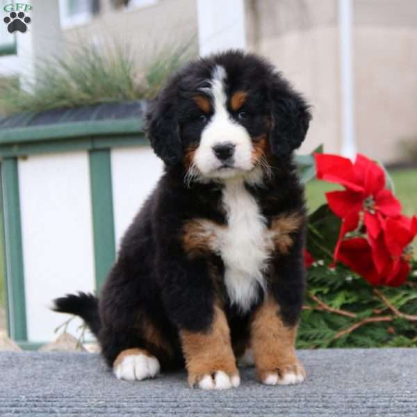 Trooper, Bernese Mountain Dog Puppy