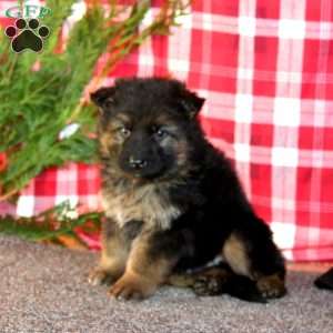 Trooper, German Shepherd Puppy