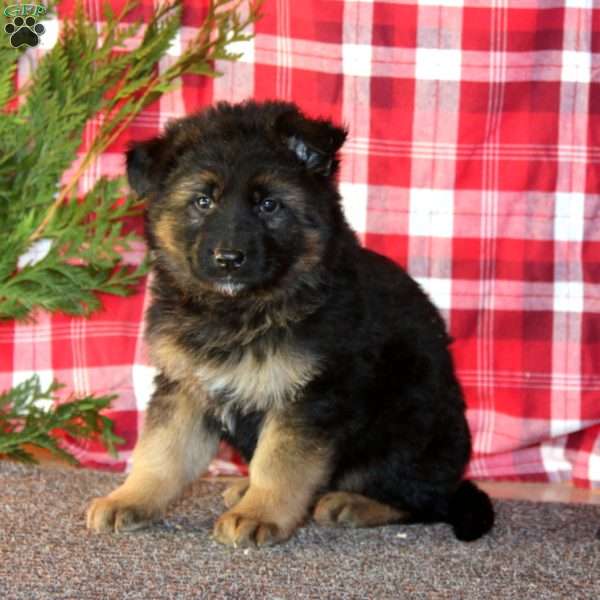 Troy, German Shepherd Puppy