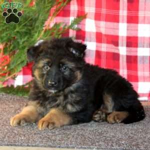 Troy, German Shepherd Puppy