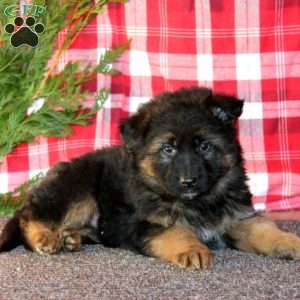 Troy, German Shepherd Puppy