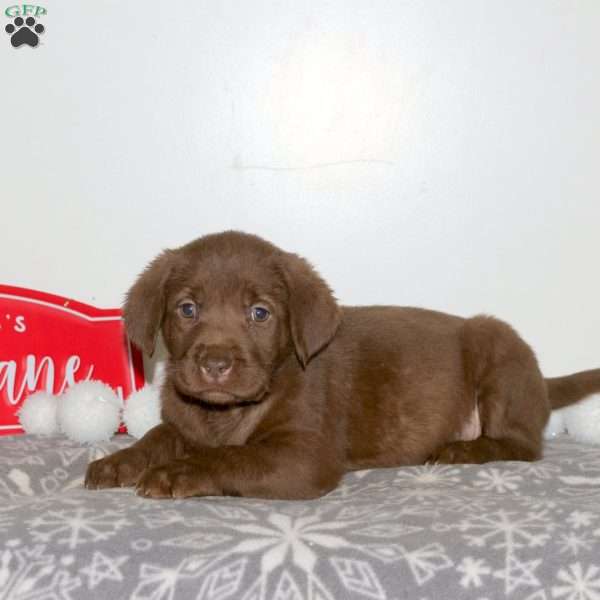 Truffle, Chocolate Labrador Retriever Puppy