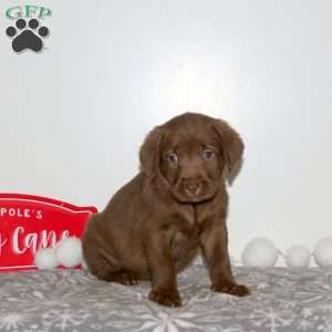 Truffle, Chocolate Labrador Retriever Puppy