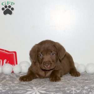 Truffle, Chocolate Labrador Retriever Puppy