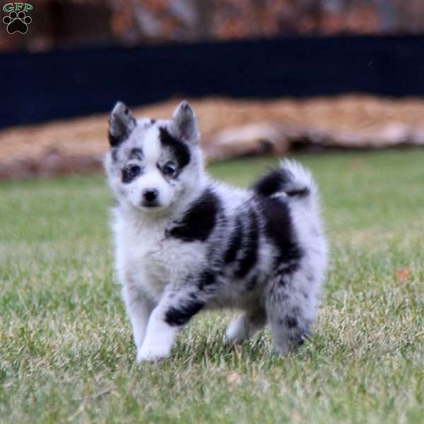 Truffle, Pomsky Puppy