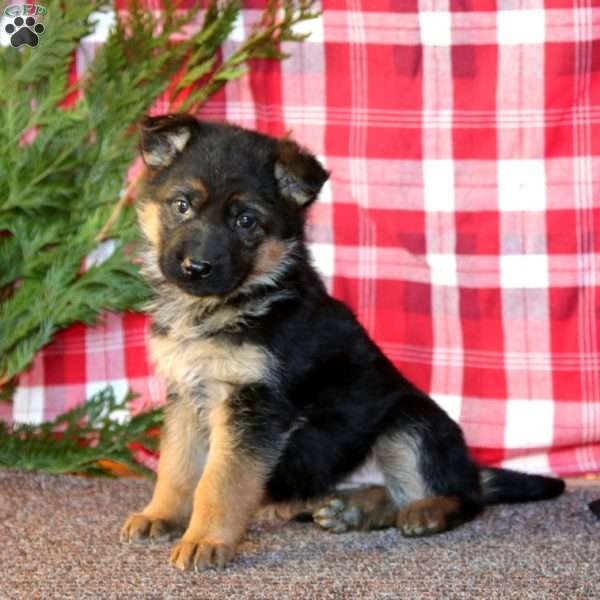 Truly, German Shepherd Puppy