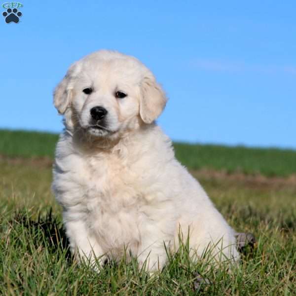 Truly, English Cream Golden Retriever Puppy