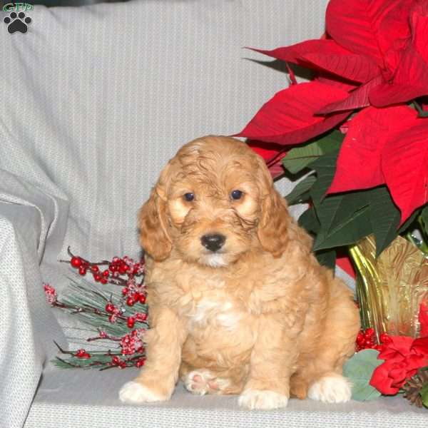 Truman, Mini Goldendoodle Puppy